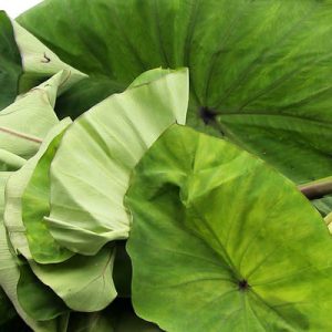 Colocasia Leaves (Arbi ke Patte)