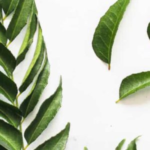 Curry Leaves