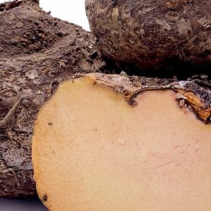 Elephant Yam