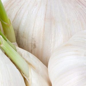 Garlic