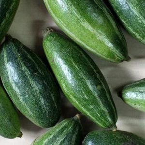 Pointed Gourd
